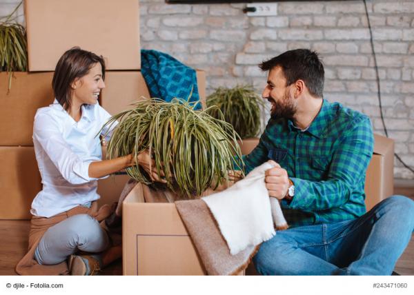 Pflanzen richtig verpacken Umzug
